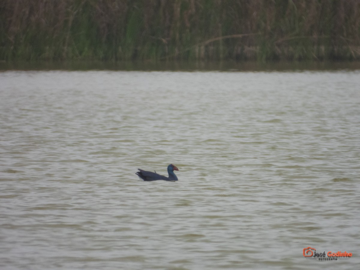 Western Swamphen - ML217458731