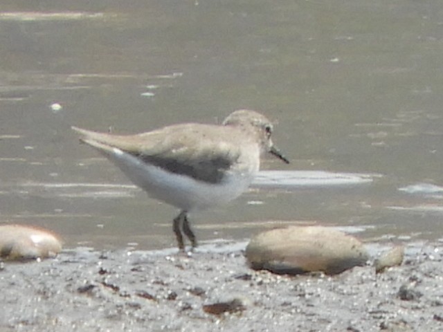 Temminck's Stint - Gerald Moore