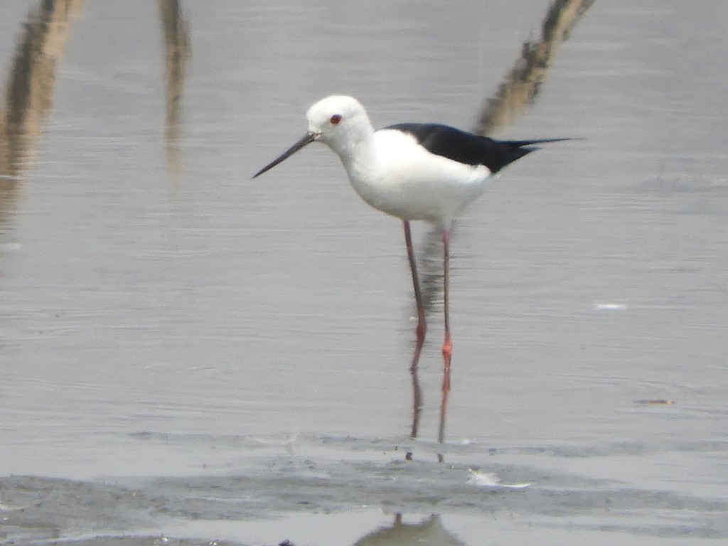 Black-winged Stilt - ML217459141