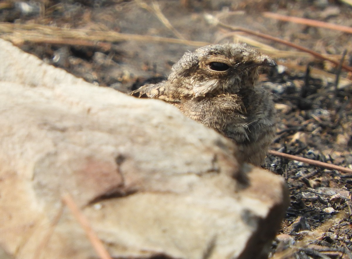 Indian Nightjar - ML217459191