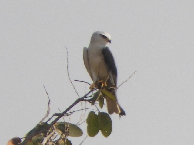 Black-winged Kite - ML217459401