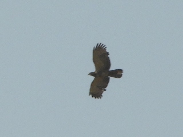 Oriental Honey-buzzard - ML217459421