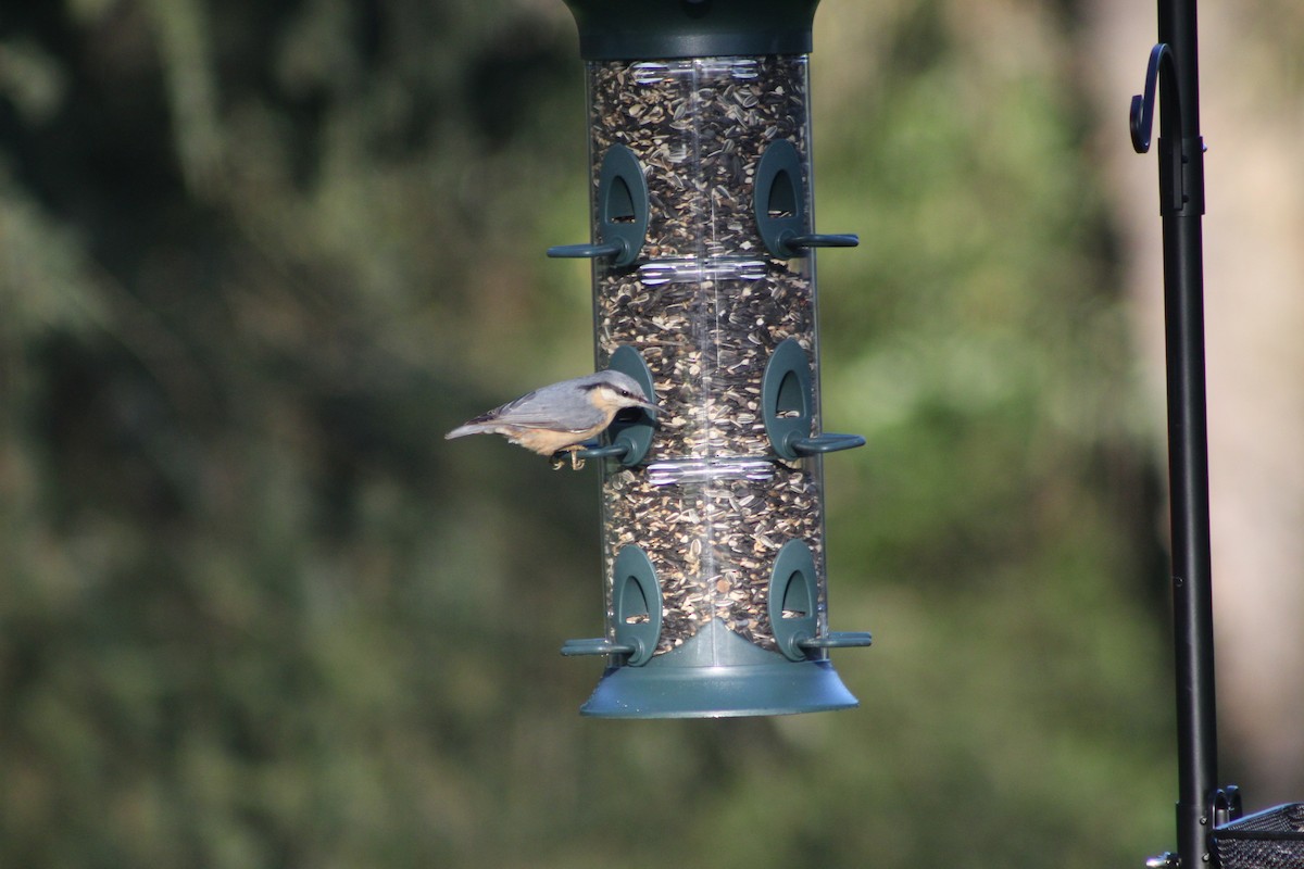 Повзик звичайний - ML217459701