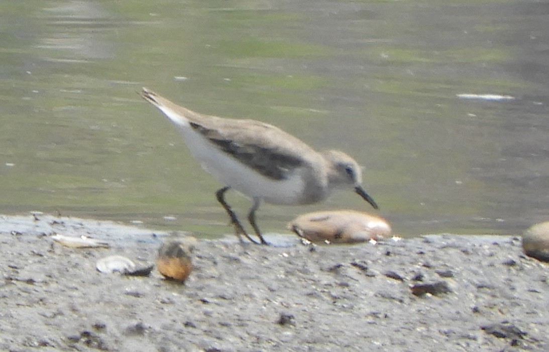 Temminckstrandläufer - ML217459891