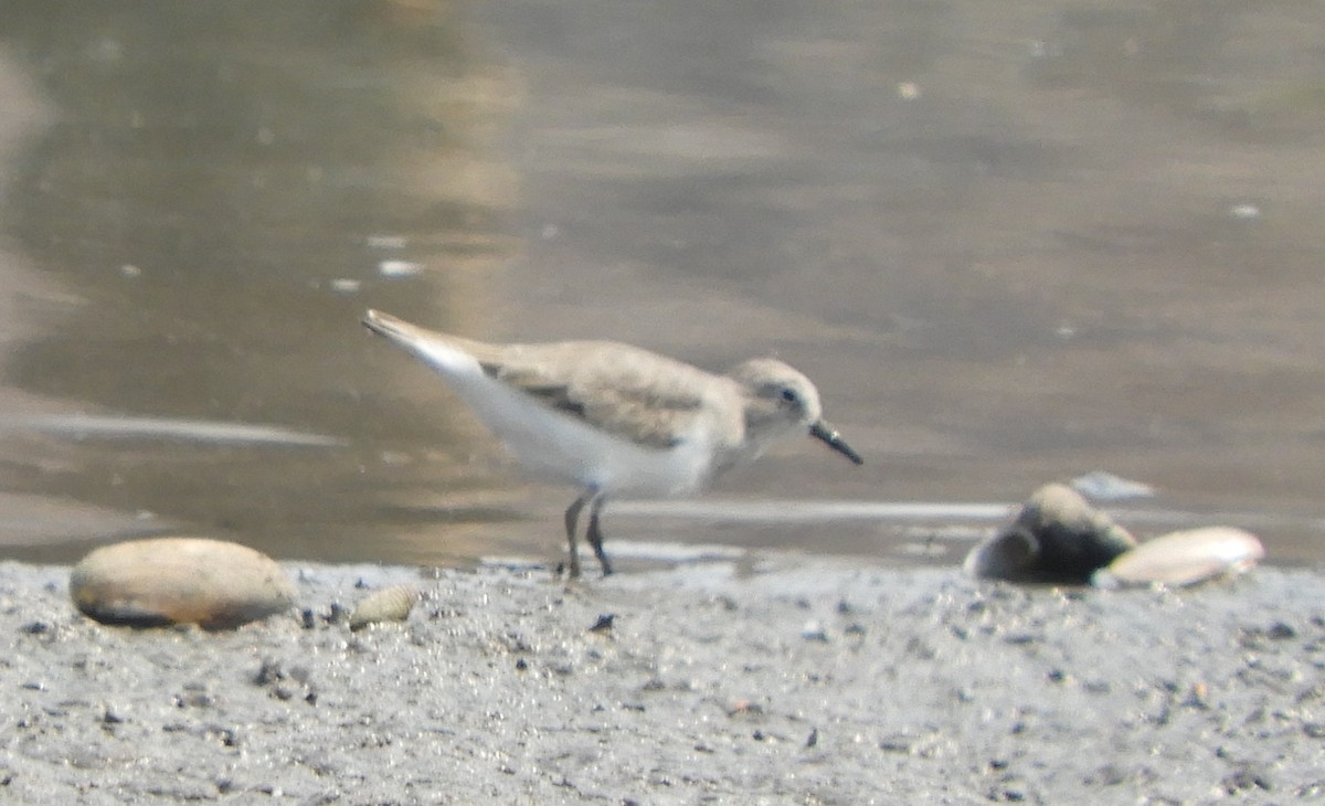 Temminckstrandläufer - ML217459911