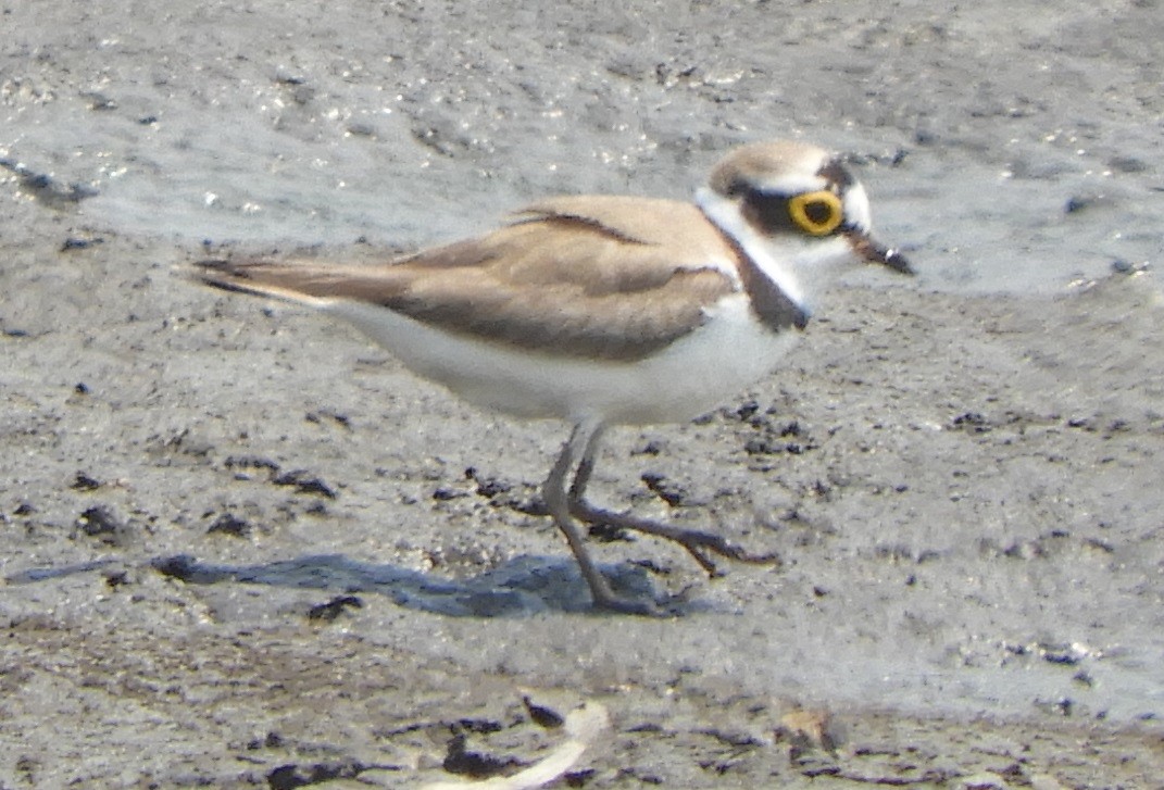 Little Ringed Plover - ML217459961