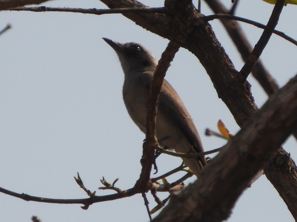 Common Woodshrike - Gerald Moore