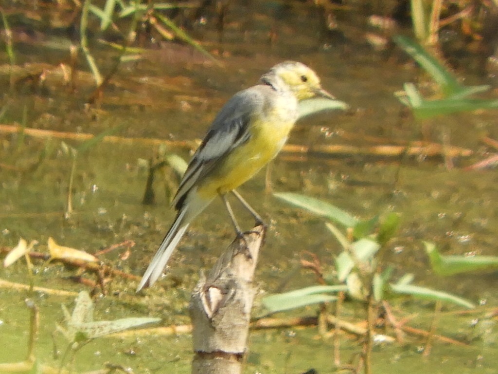 Citrine Wagtail - ML217460051