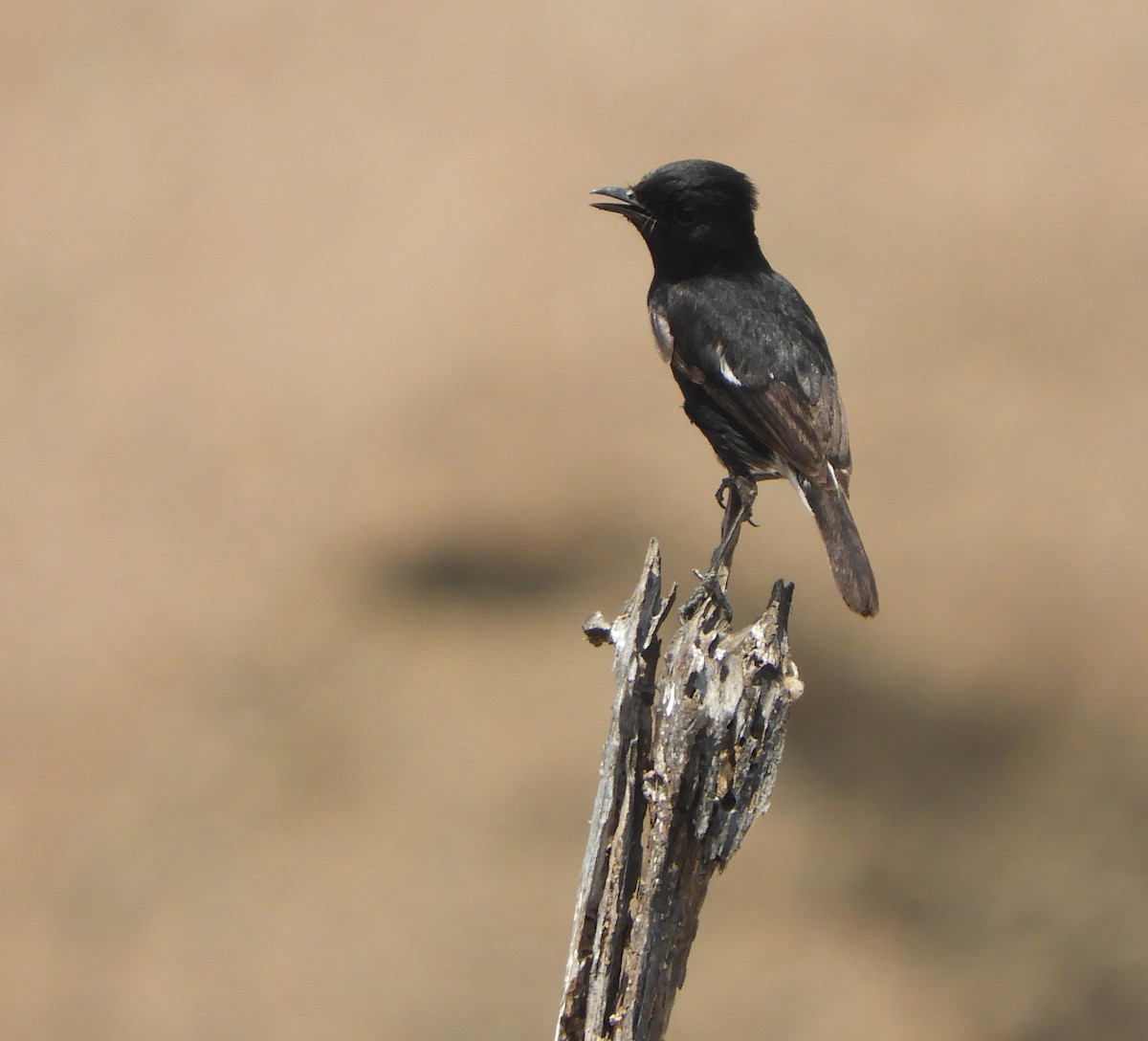 Pied Bushchat - ML217460301