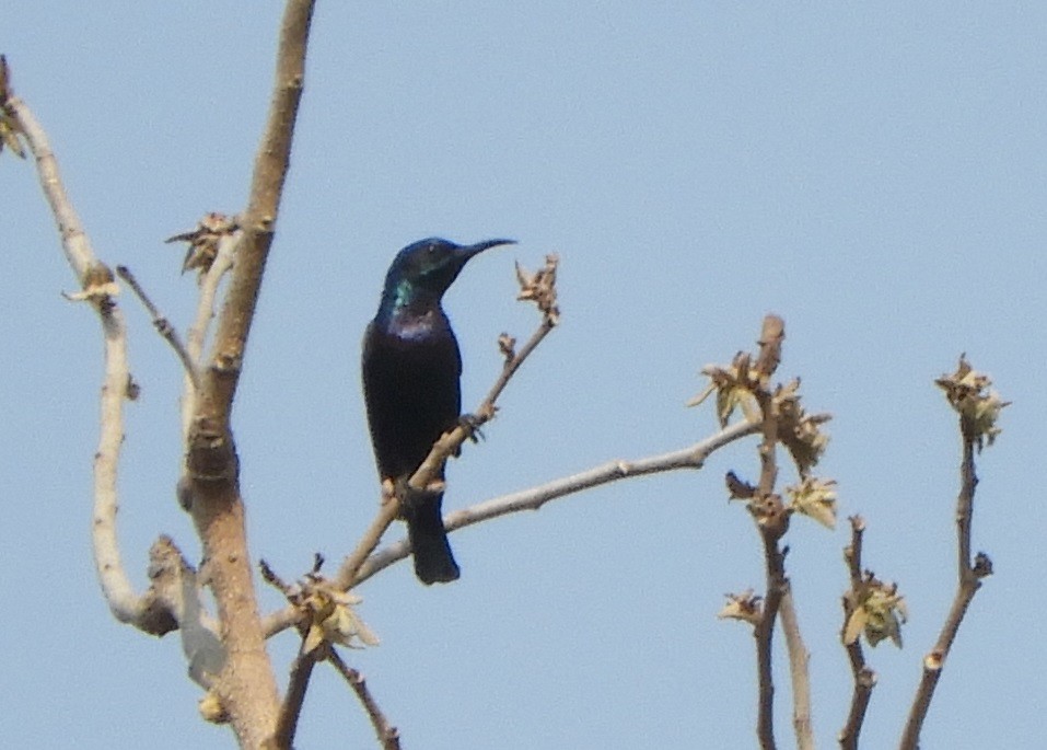 Purple Sunbird - ML217460331