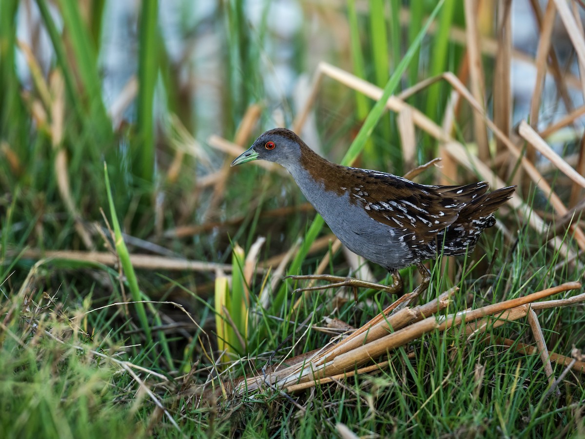 Baillon's Crake (Western) - ML217460781