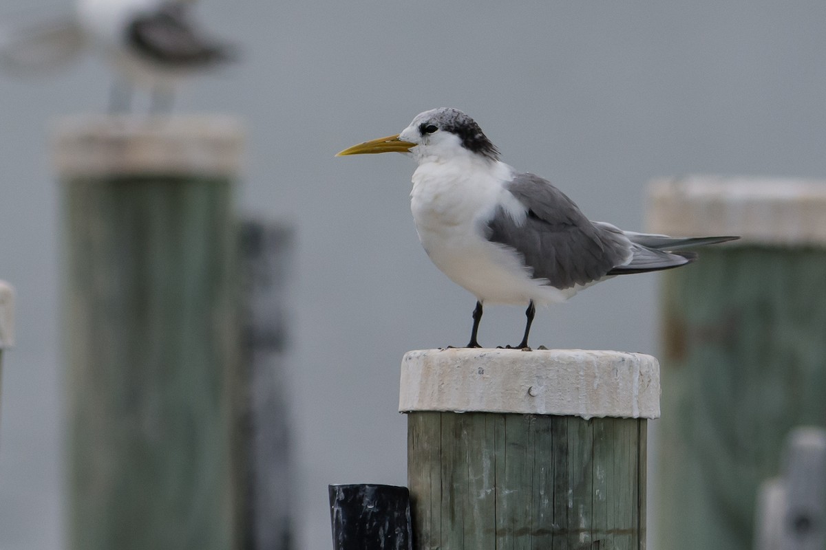 Great Crested Tern - John  Van Doorn