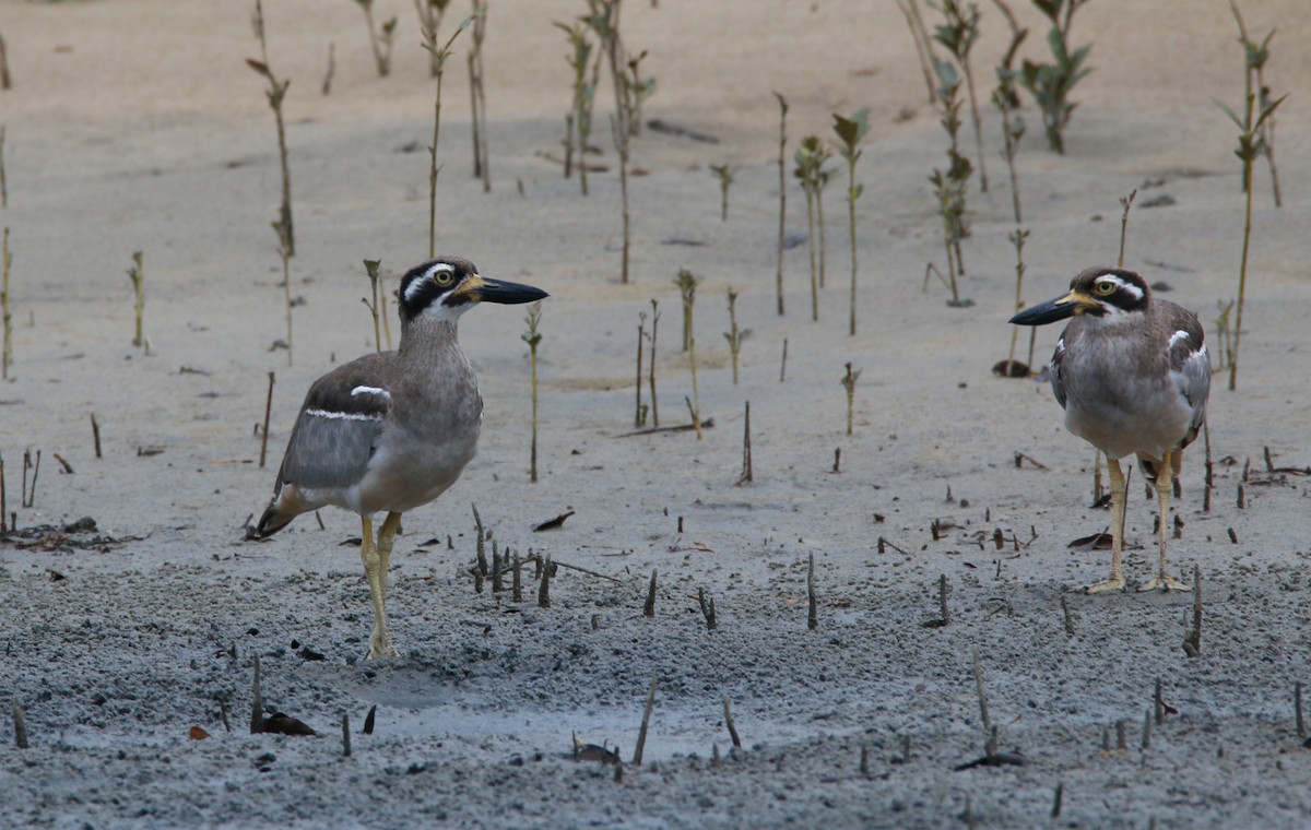 Beach Thick-knee - Ian Bradshaw