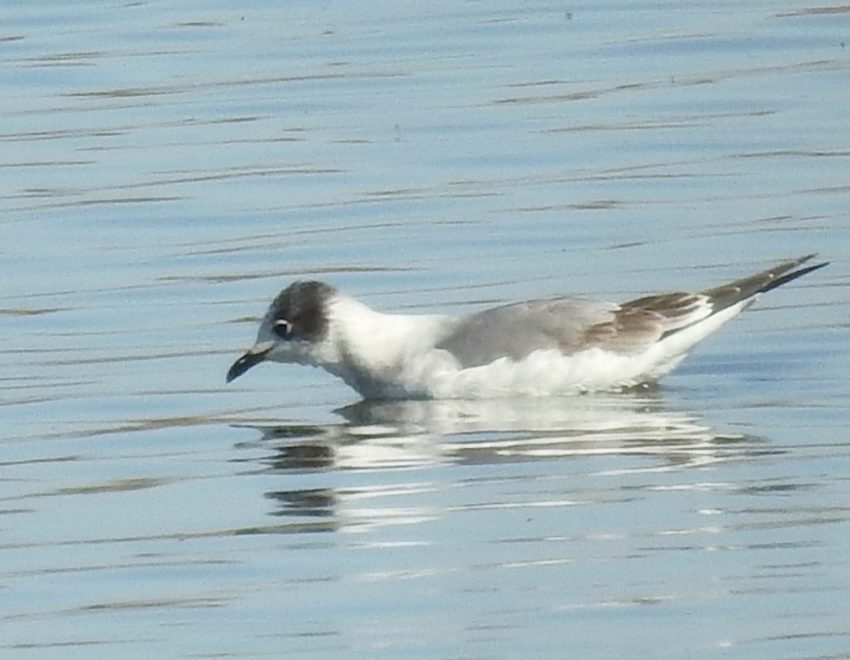 Franklin's Gull - ML21746211