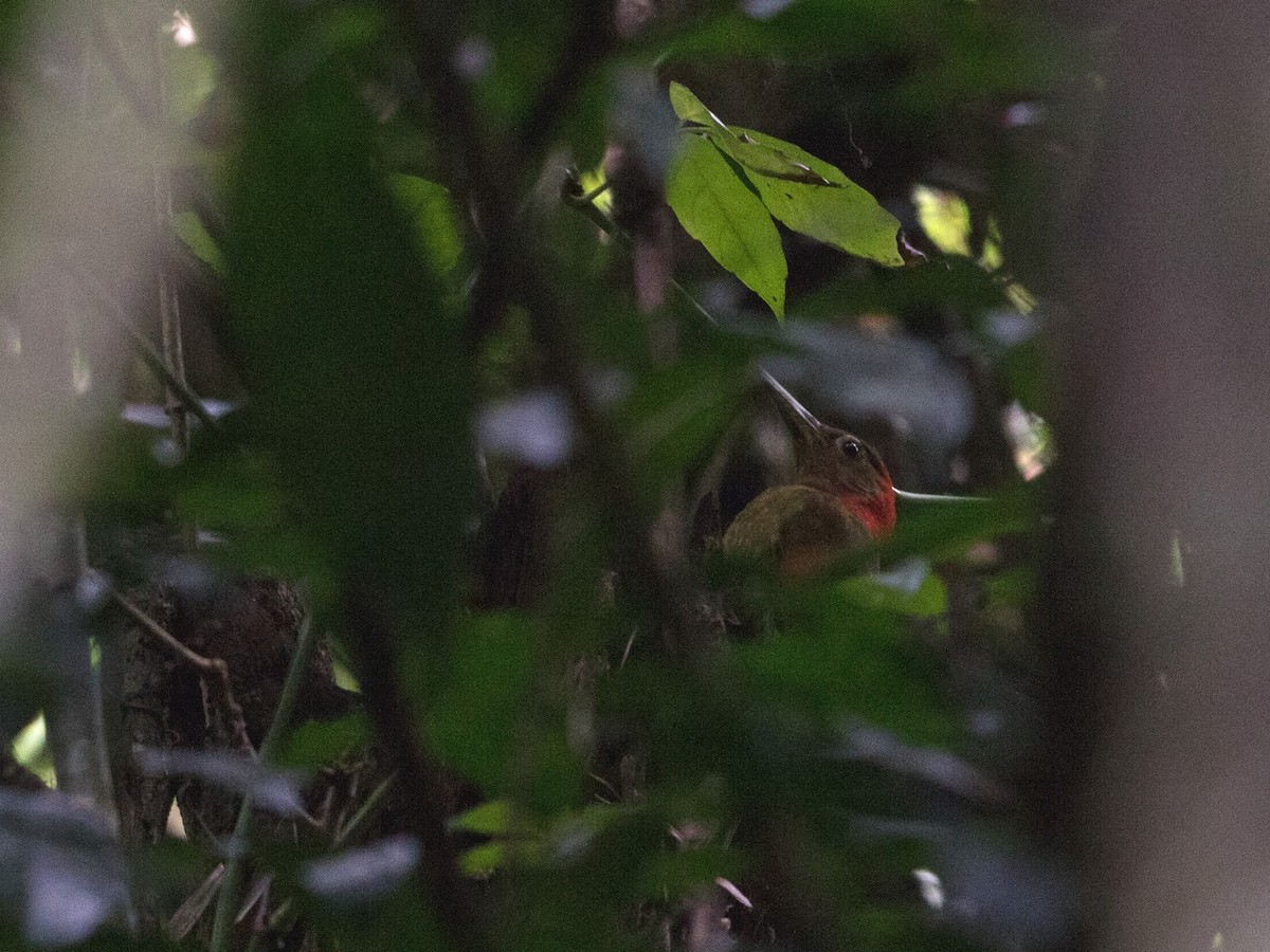 Red-collared Woodpecker - Niall D Perrins