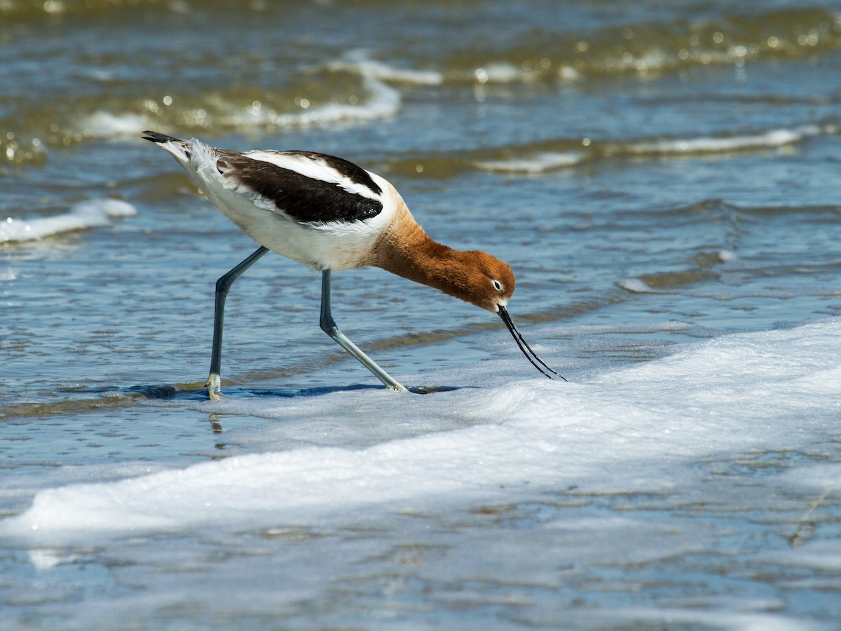 Avocette d'Amérique - ML217462701