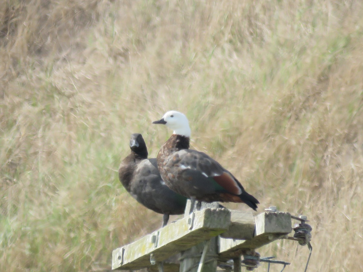 Paradise Shelduck - ML217463381