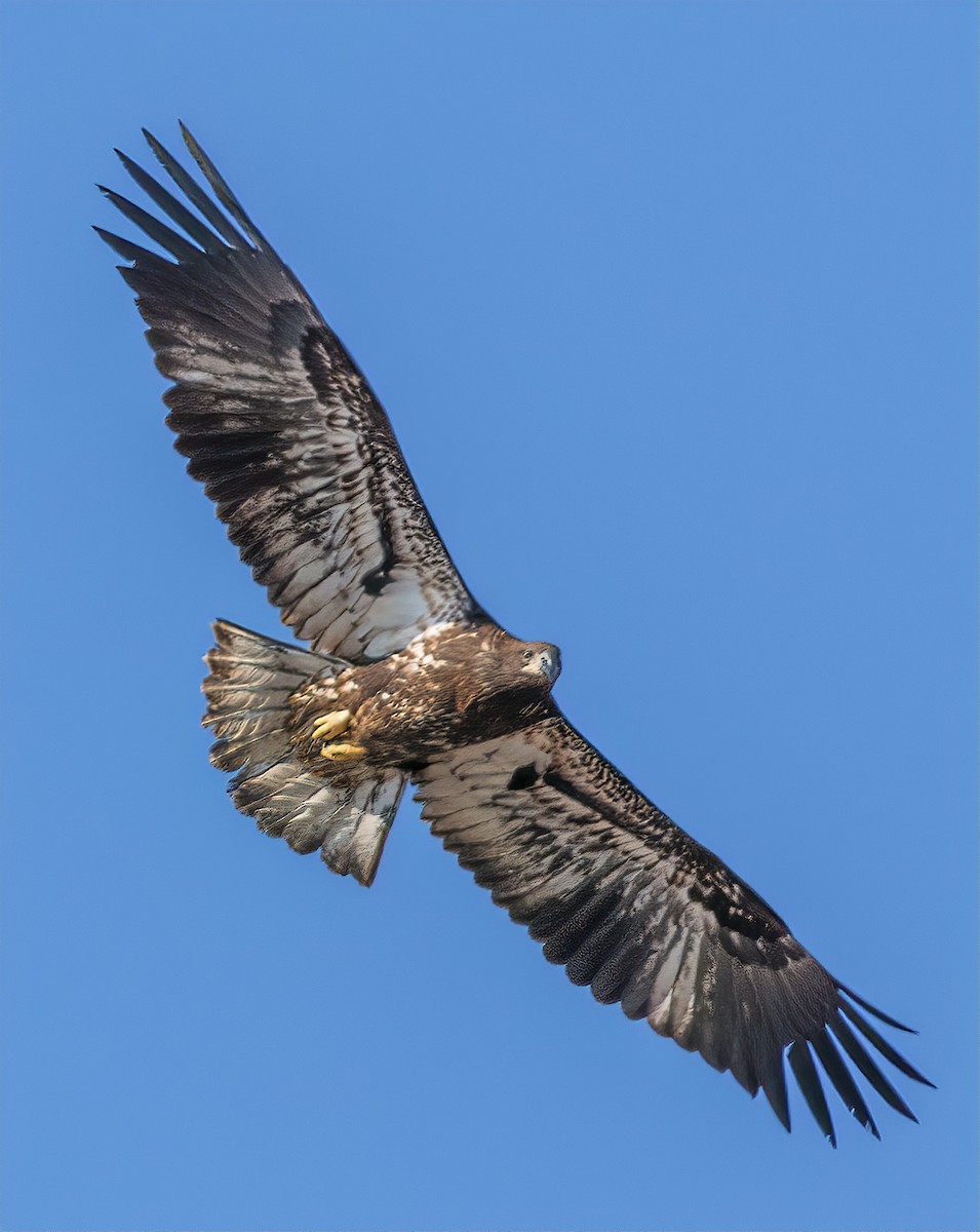 Bald Eagle - Tom Griswold