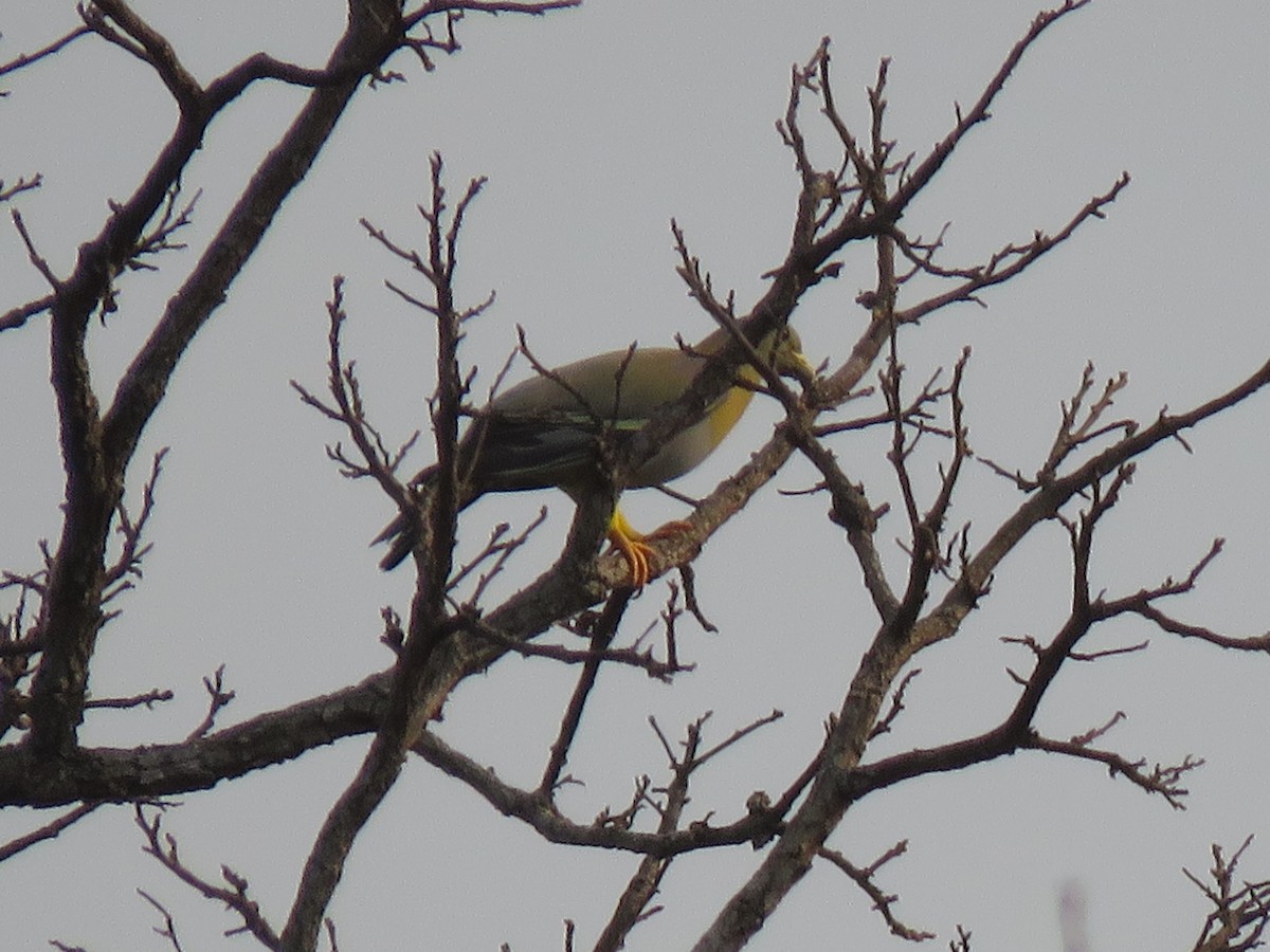 Yellow-footed Green-Pigeon - ML217464691