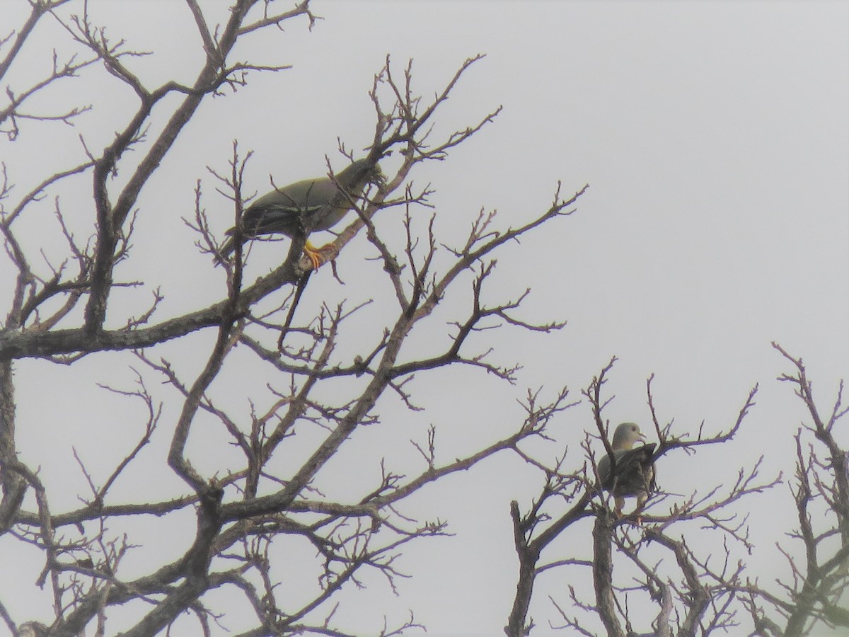 Yellow-footed Green-Pigeon - ML217464701