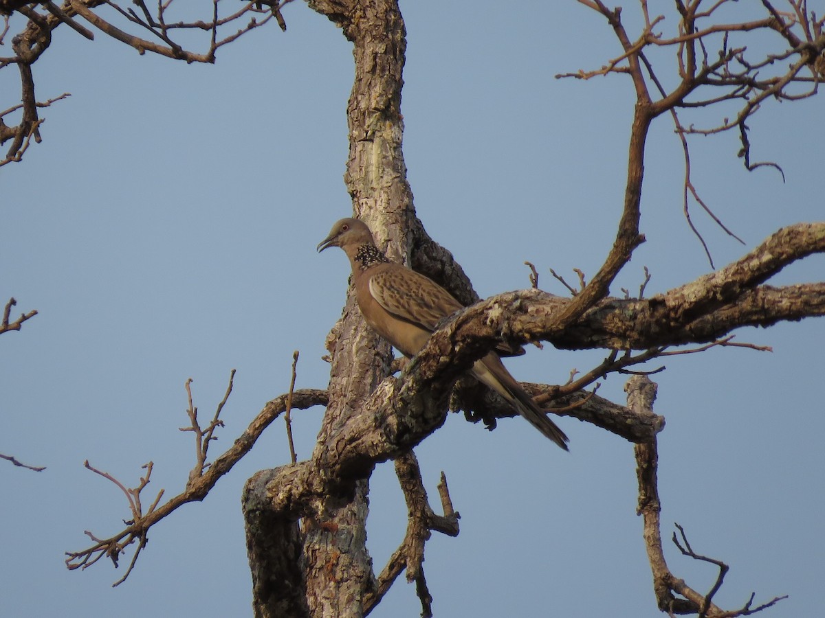 Spotted Dove - ML217464731