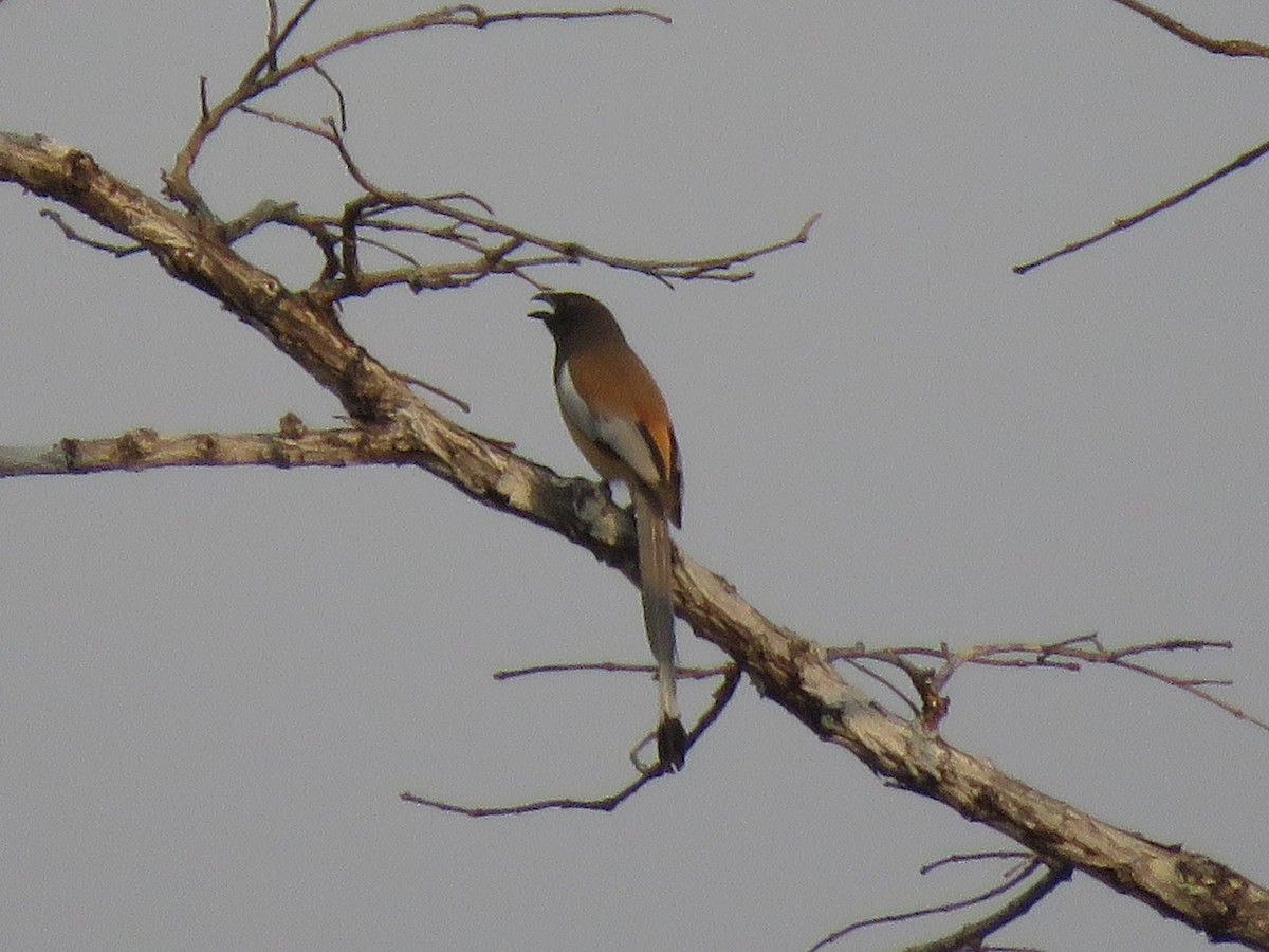 Rufous Treepie - ML217464741