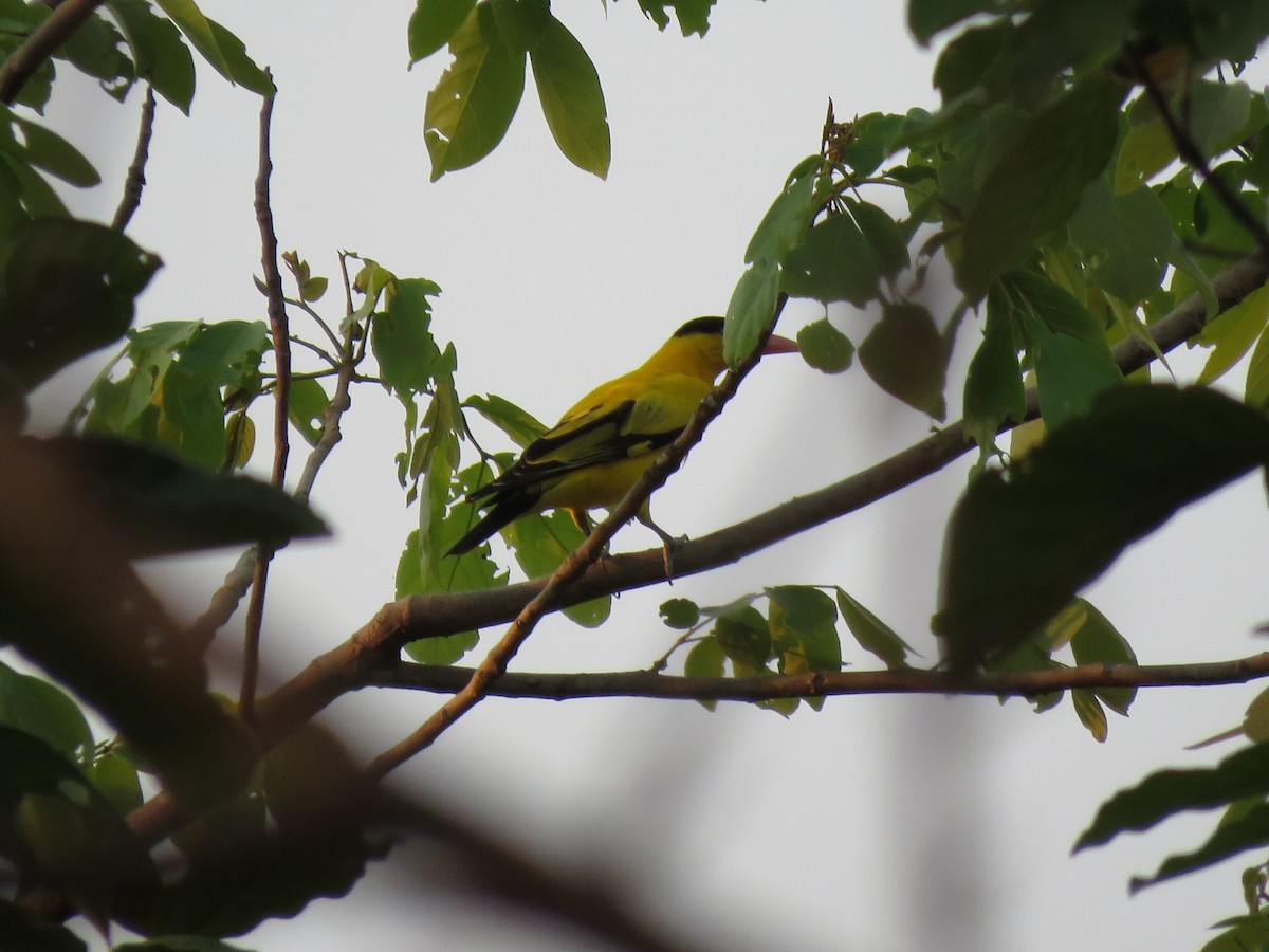 Дорнын шаргач - ML217464751