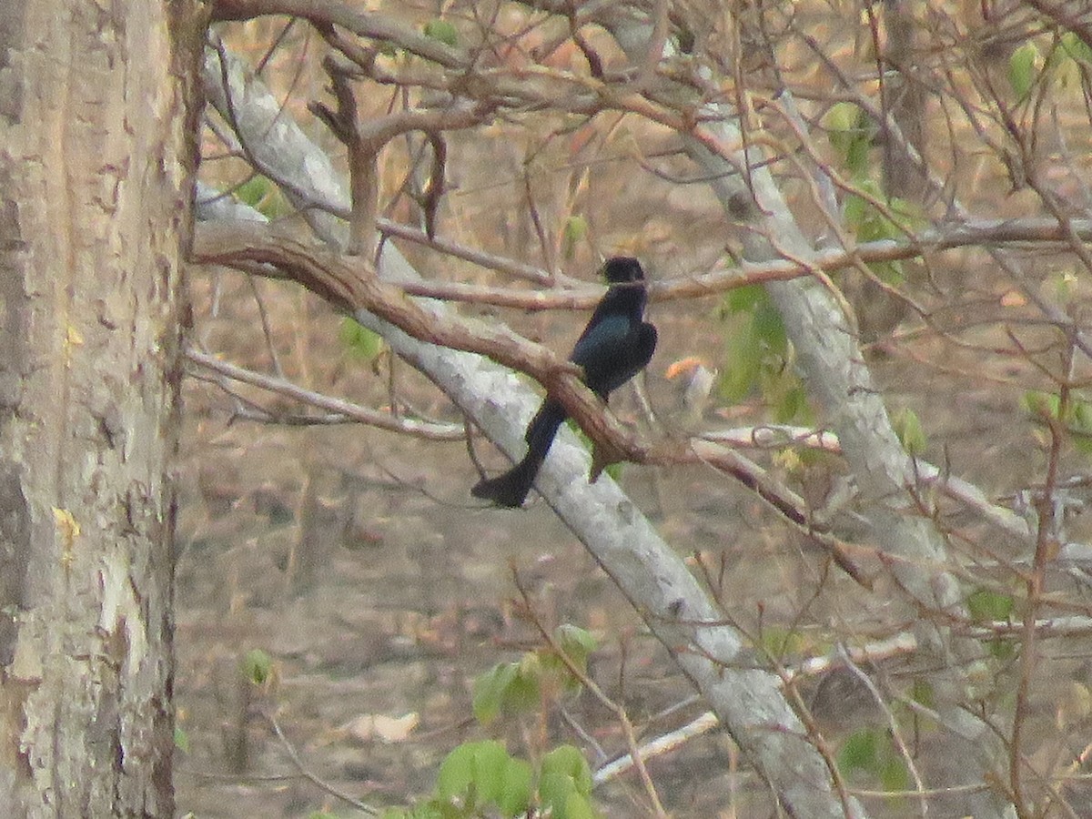 Өрвийт доронго - ML217464761