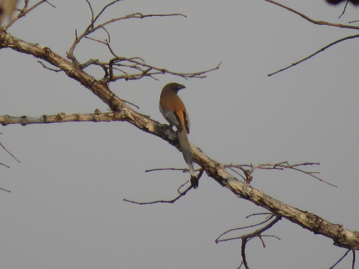 Rufous Treepie - ML217464781