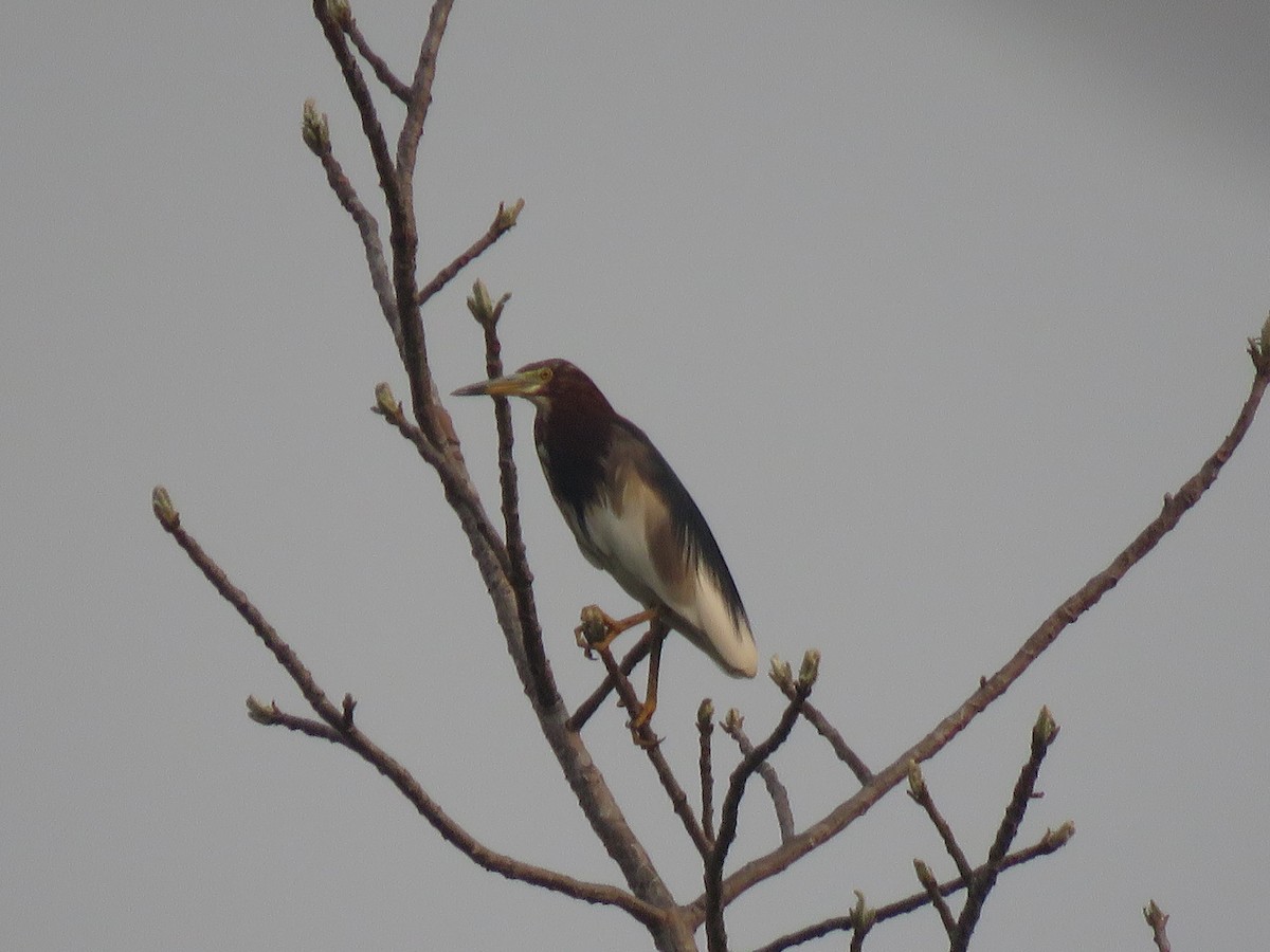 Chinese Pond-Heron - ML217465041