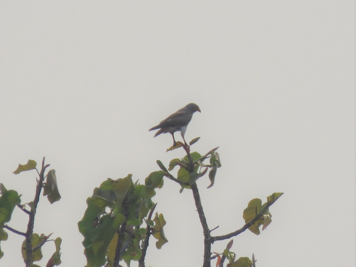 Rufous-winged Buzzard - ML217465061