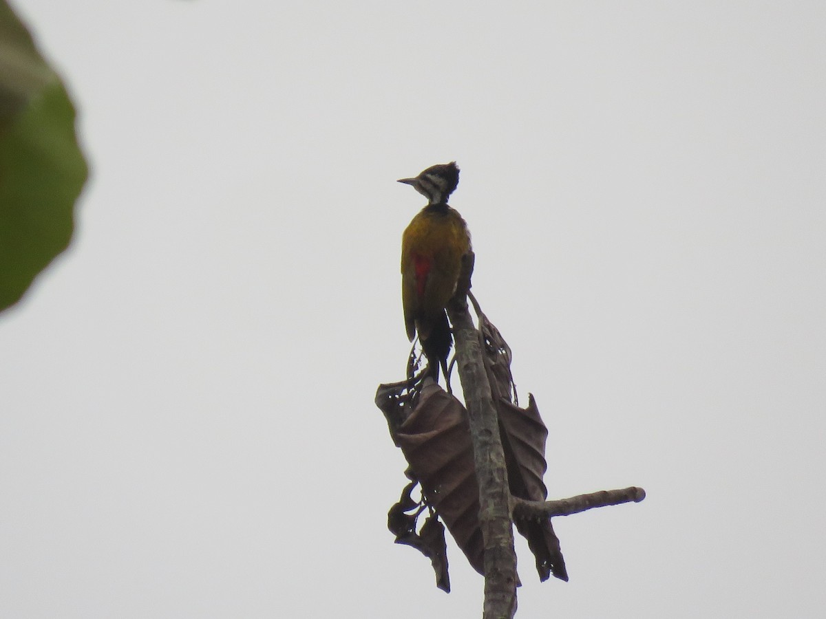 Common Flameback - ML217465101
