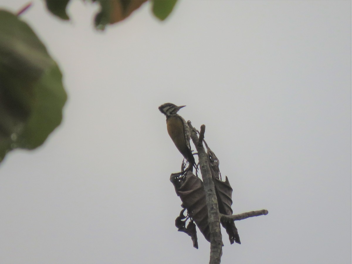 Common Flameback - ML217465111