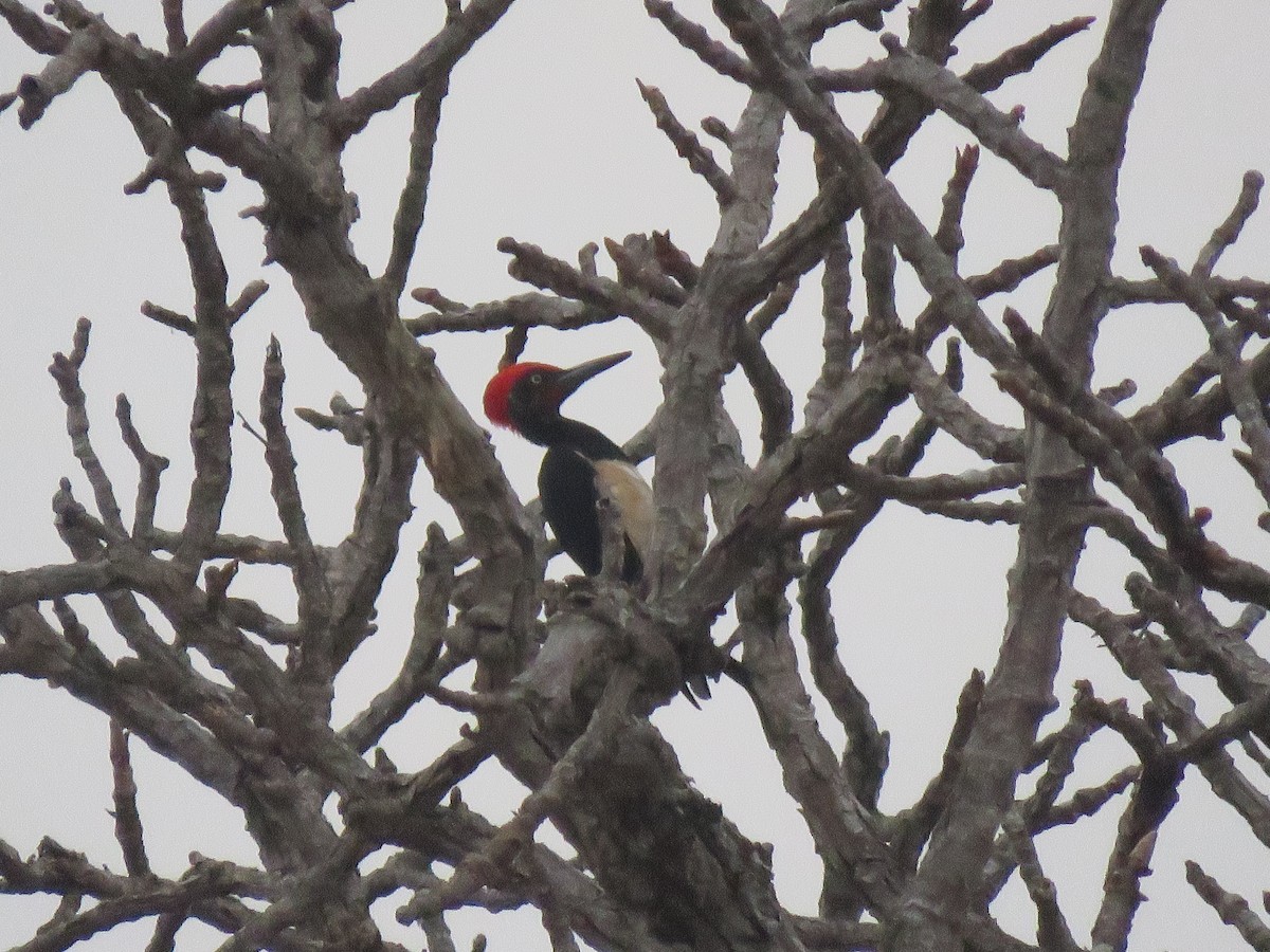 White-bellied Woodpecker - ML217465161