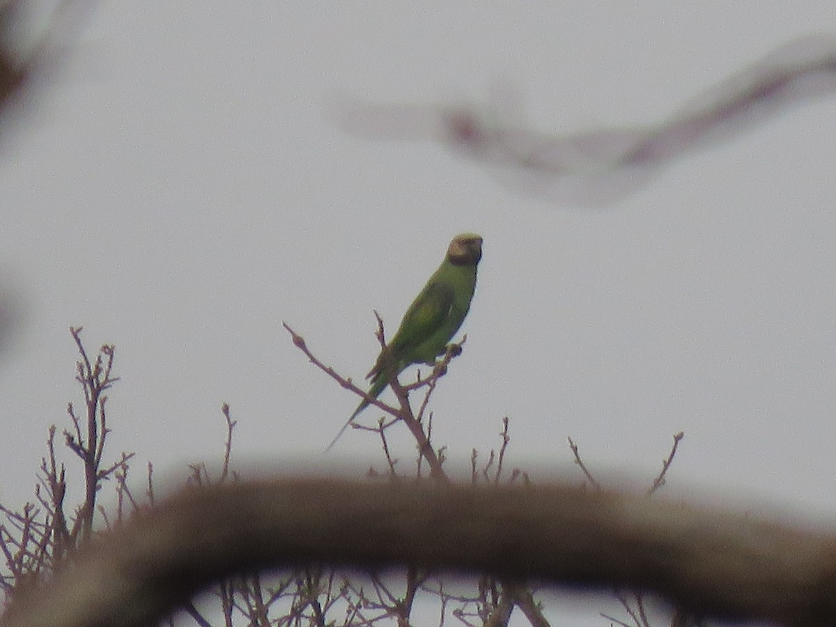 Red-breasted Parakeet - ML217465171