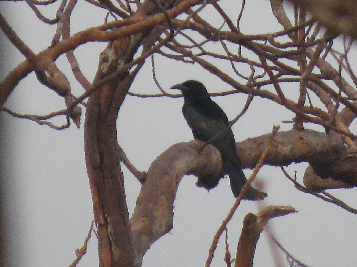 Hair-crested Drongo - ML217465191