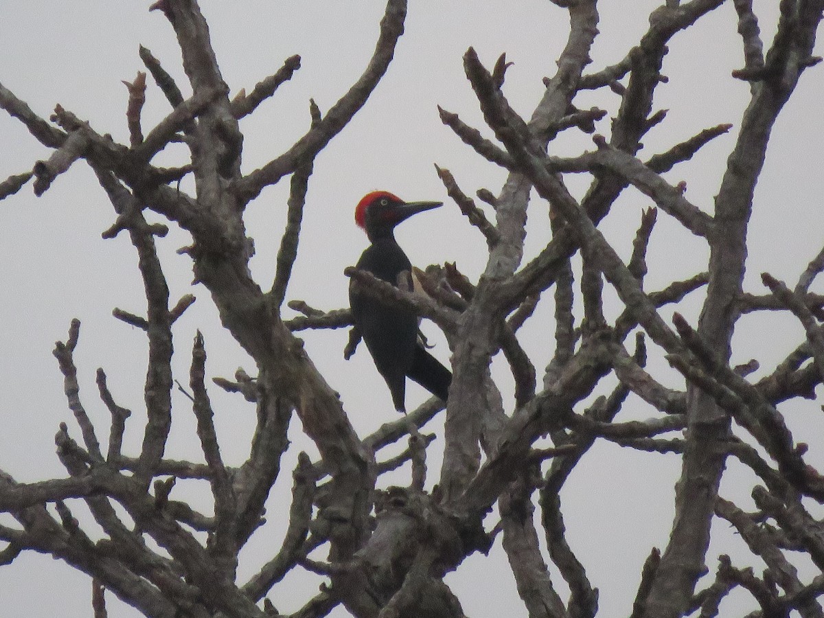 White-bellied Woodpecker - ML217465201