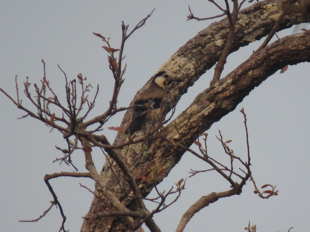 Eurasian Jay - ML217465211