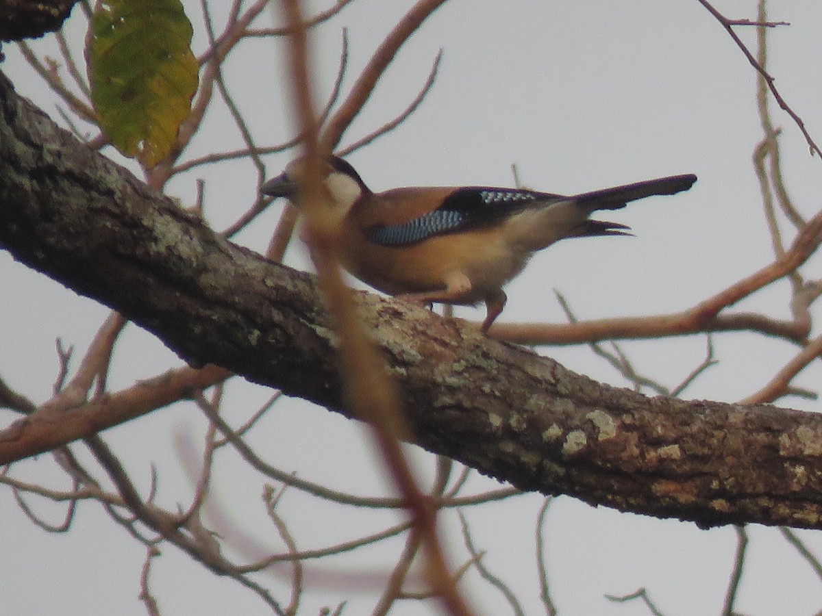 Eurasian Jay - ML217465231