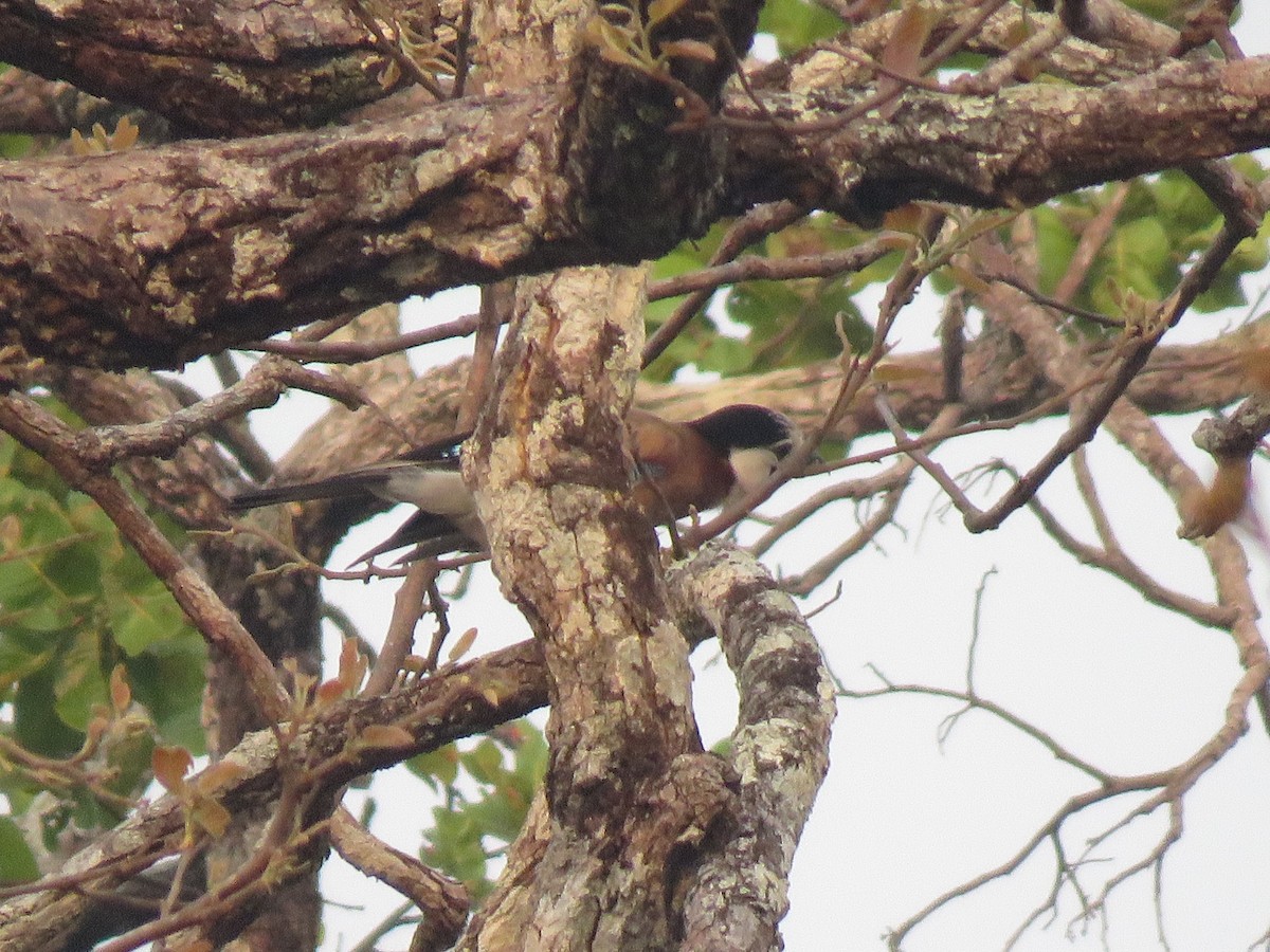 Eurasian Jay - ML217465241
