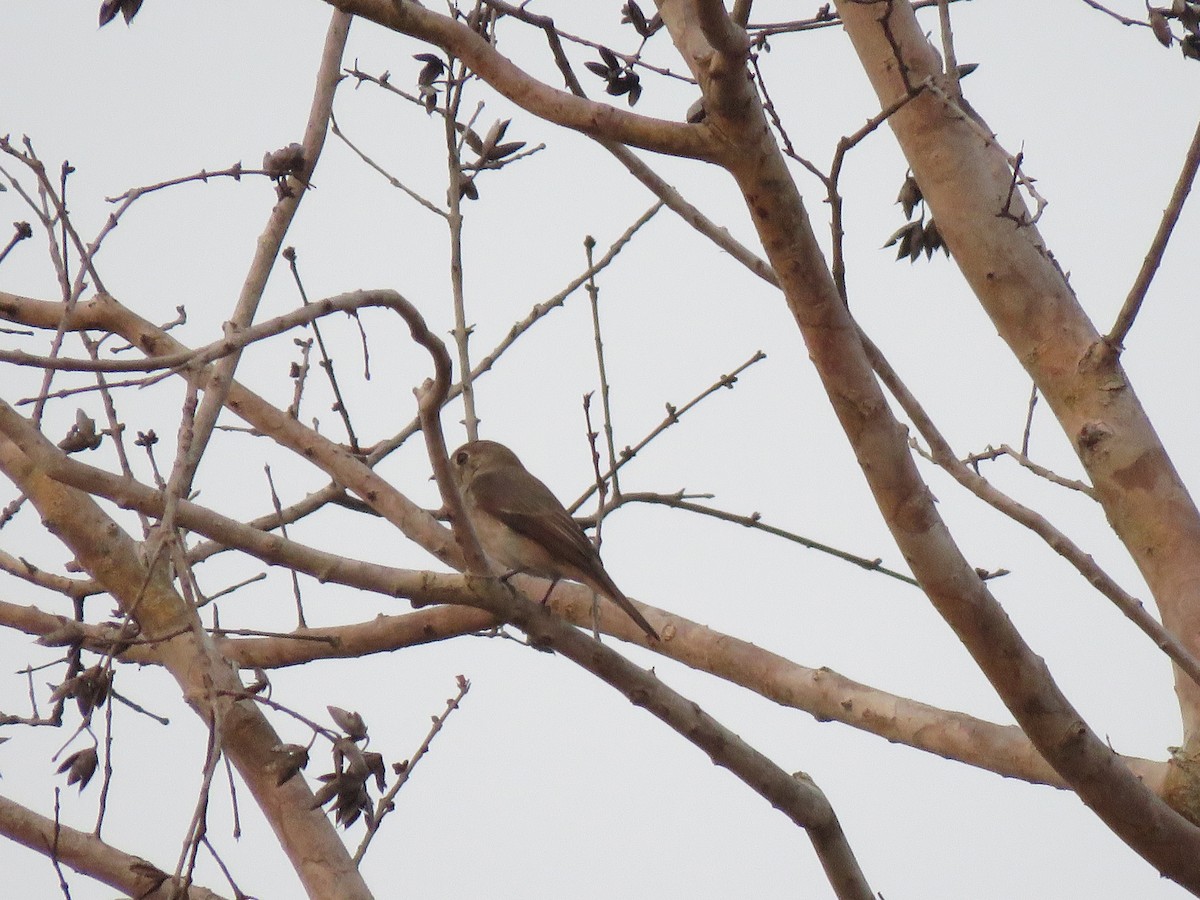 Asian Brown Flycatcher - ML217465251
