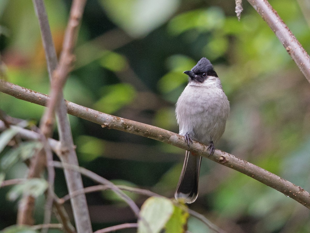 Bulbul cul-d'or - ML217465341