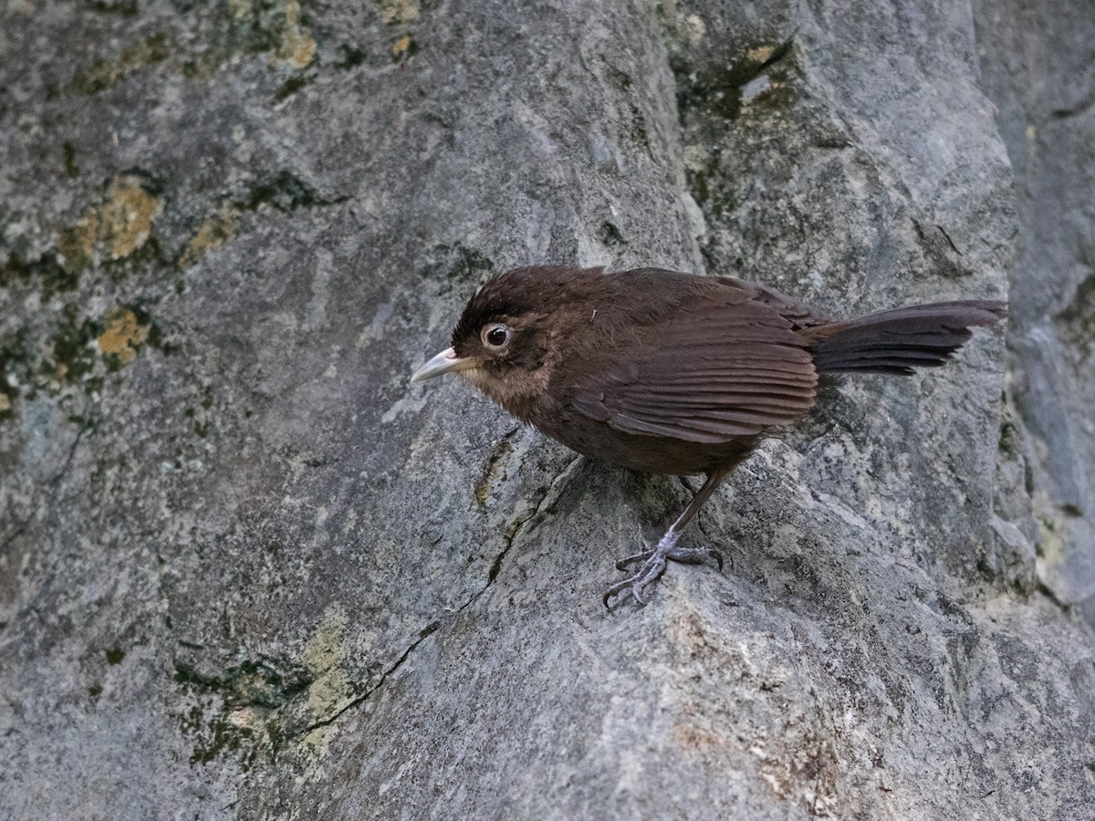 Sooty Babbler - Niall D Perrins