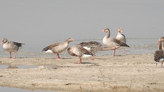 Graylag Goose - ML217466431