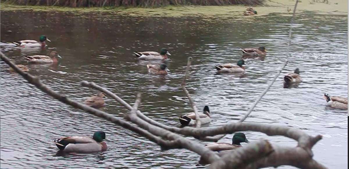 Mallard (Domestic type) - Bruce Roubin