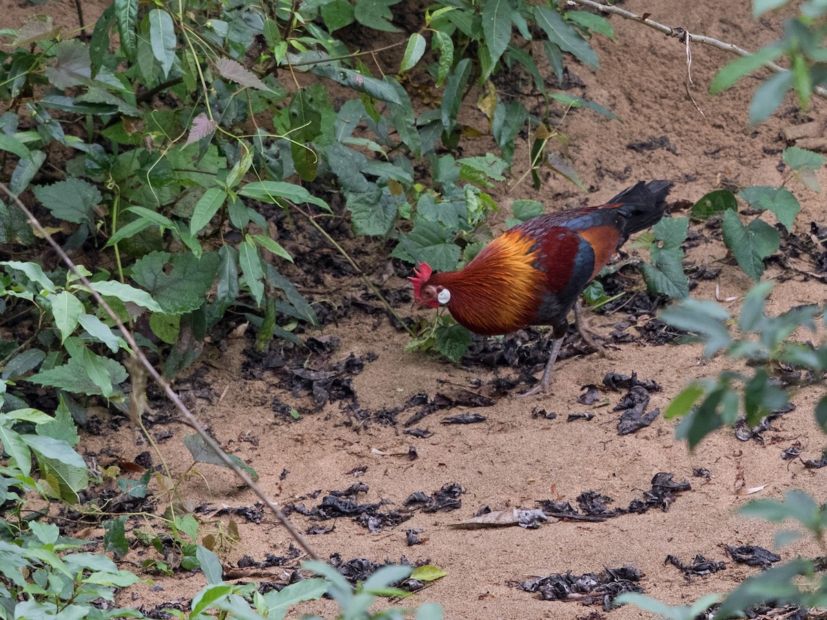 Red Junglefowl - ML217468261