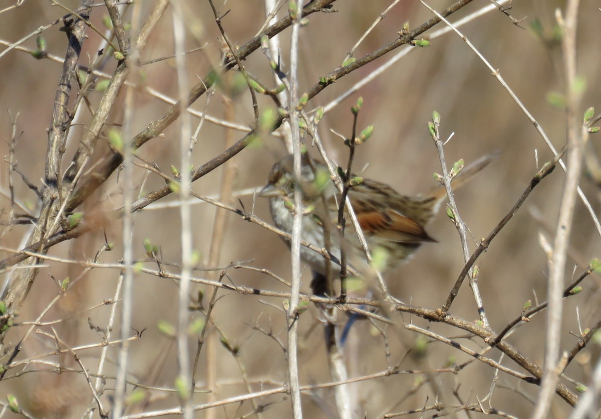 Swamp Sparrow - ML217469241