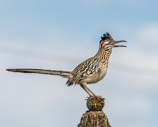 Greater Roadrunner