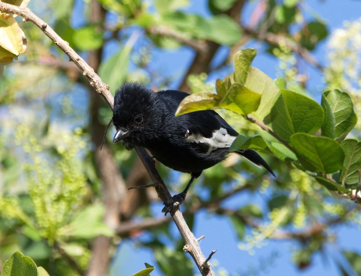 Carp's Tit - ML217471121