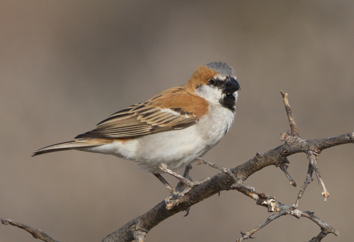 Great Rufous Sparrow - Dominic Standing